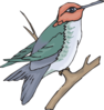 Hummingbird On A Branch Clip Art